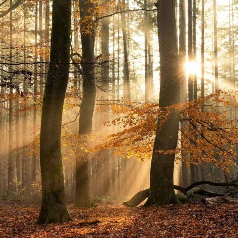 Herfstwandelen: Ontdek de mooiste bossen in Nederland tijdens het najaar